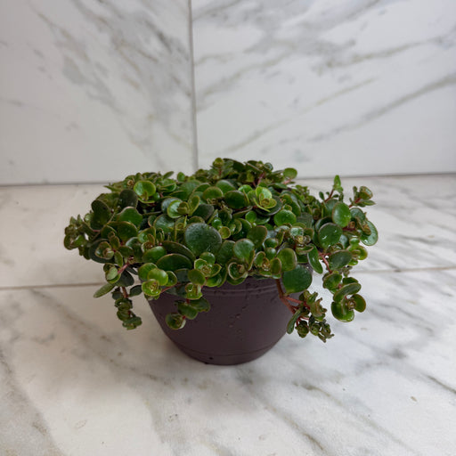 The Plant Farm® Succulents Sedum Coral Reef Succulent, 6" Plant
