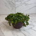 The Plant Farm® Succulents Sedum Coral Reef Succulent, 6" Plant