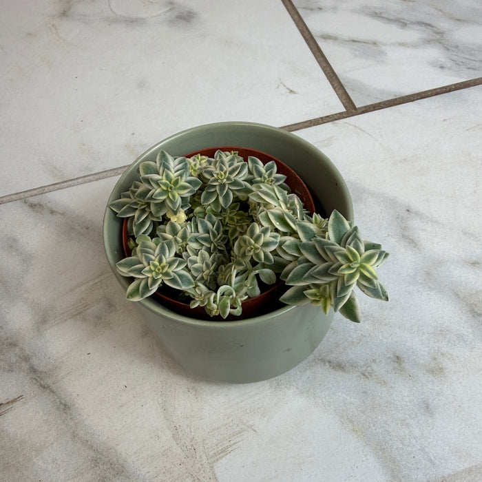 The Plant Farm® Succulents Sedum Lineare Variegatum, 2" Plant