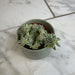 The Plant Farm® Succulents Sedum Lineare Variegatum, 2" Plant