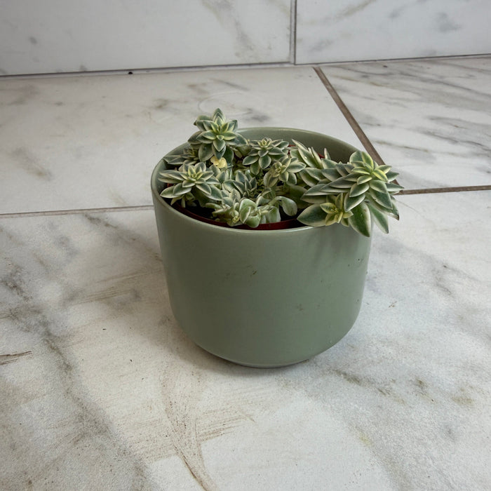 The Plant Farm® Succulents Sedum Lineare Variegatum, 2" Plant