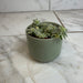 The Plant Farm® Succulents Sedum Lineare Variegatum, 2" Plant