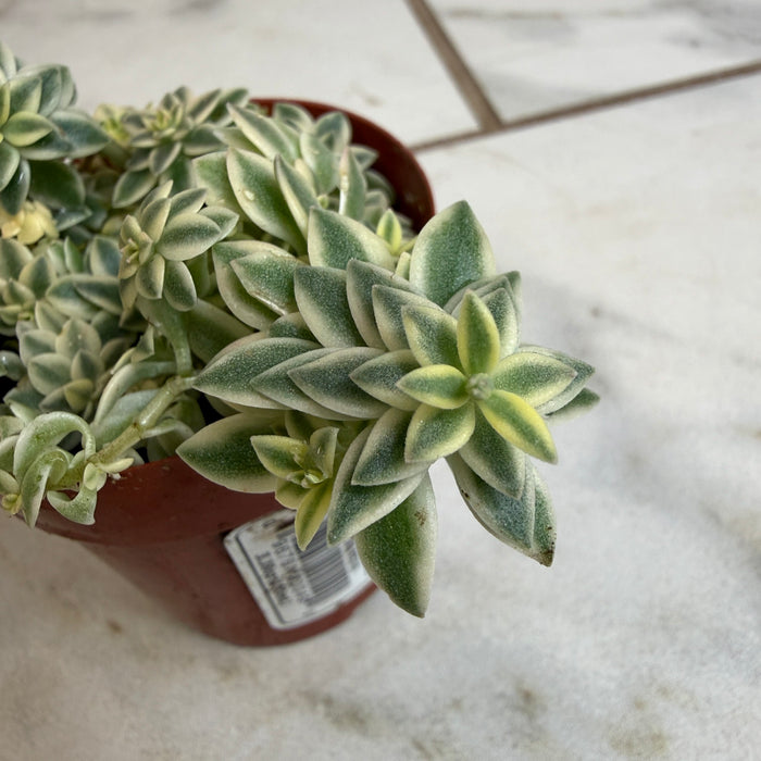 The Plant Farm® Succulents Sedum Lineare Variegatum, 2" Plant