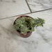 The Plant Farm® Succulents Sedum Lineare Variegatum, 2" Plant