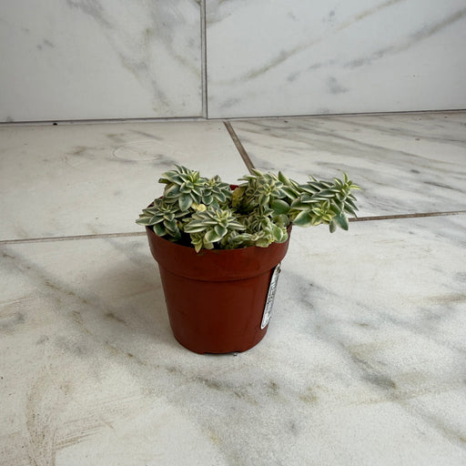 The Plant Farm® Succulents Sedum Lineare Variegatum, 2" Plant
