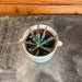 The Plant Farm® Succulents Serpens Mini Blue Chalk Sticks, 2" Plant