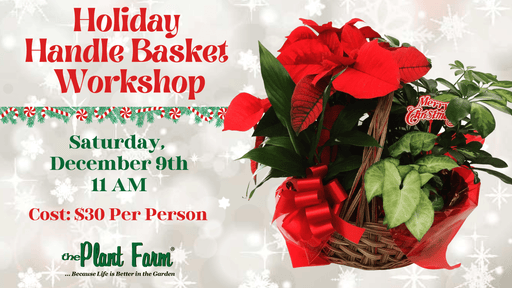 The Plant Farm® Ticket Holiday Handle Basket Workshop- 11 AM -Saturday, December 9th