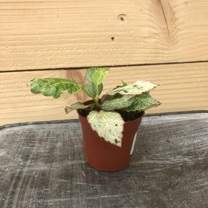 The Plant Farm 2" Plant Hibiscus Cooperii Variegated