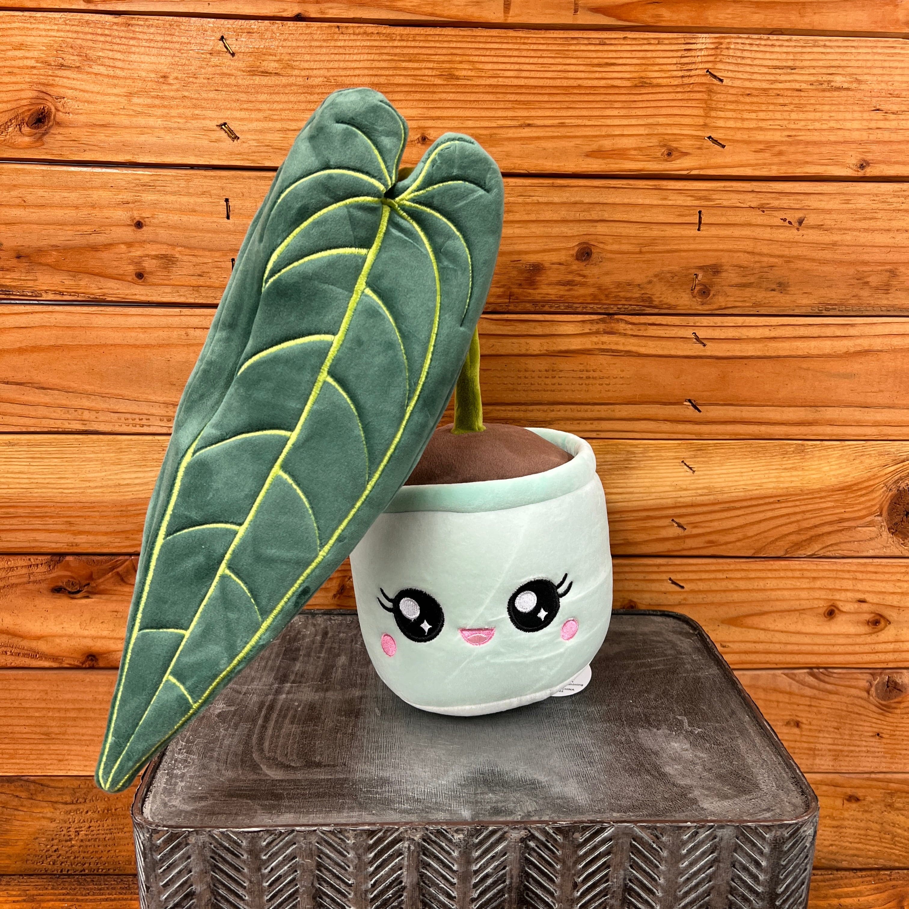 buy queen anthurium Anthurium Queen Plush — The Plant Farm®
