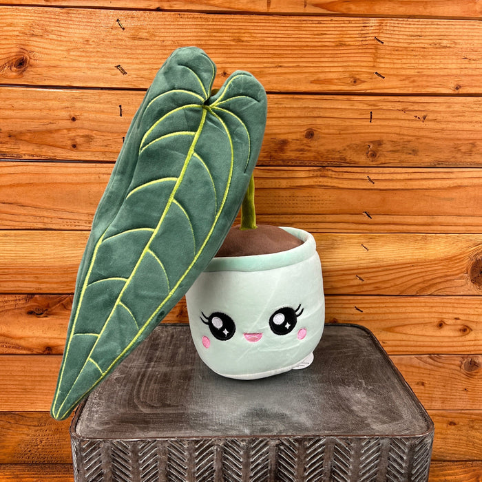 anthurium ceramic Anthurium Queen Plush — The Plant Farm®