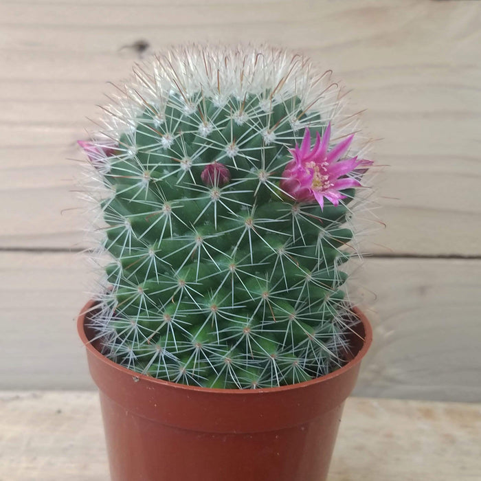 The Plant Farm Cactus 2" Plant Mammillaria Spinosissima White