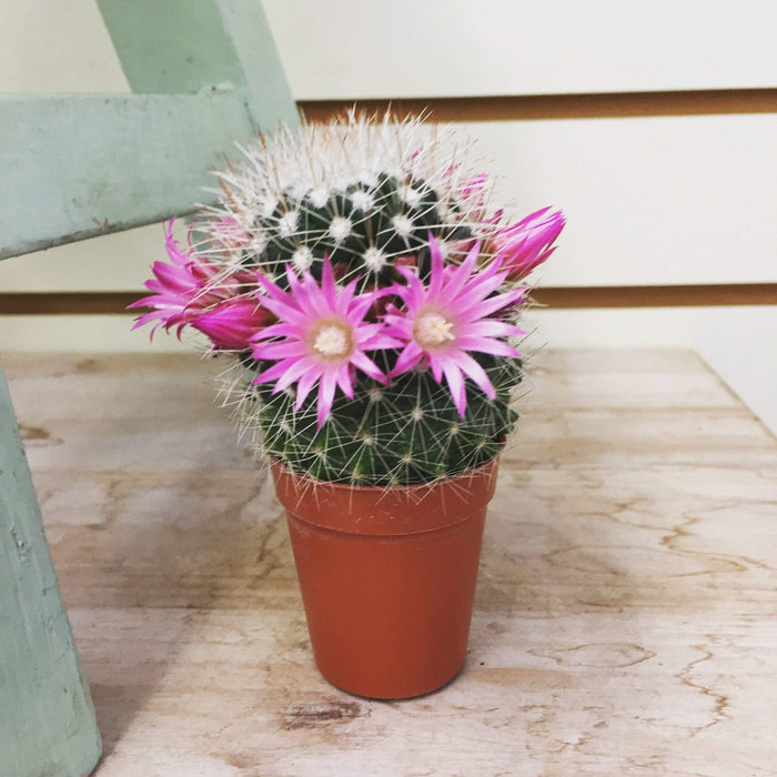 The Plant Farm Cactus 2" Plant Mammillaria Spinosissima White