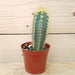 The Plant Farm Cactus 2" Plant Pilosocereus Azureus