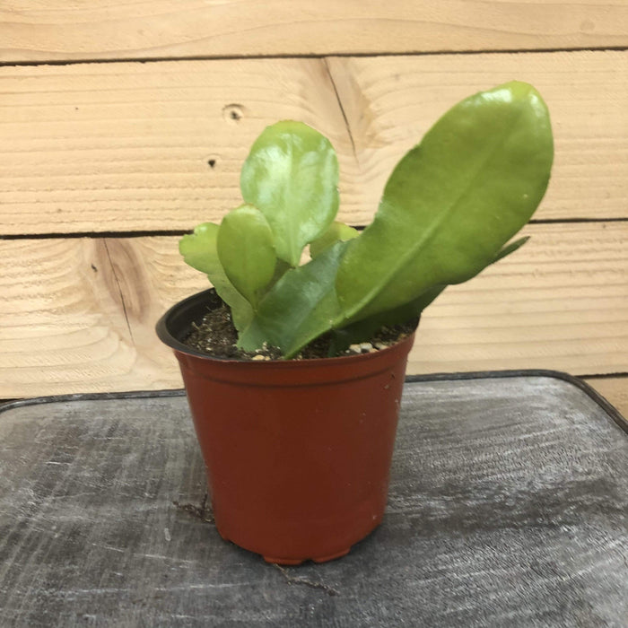 queen of the night indoor plant Epiphyllum Queen of the Night, 4" Plant — The Plant Farm®