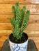 The Plant Farm Cactus Austrocylindropuntia Subulata, 6" Plant