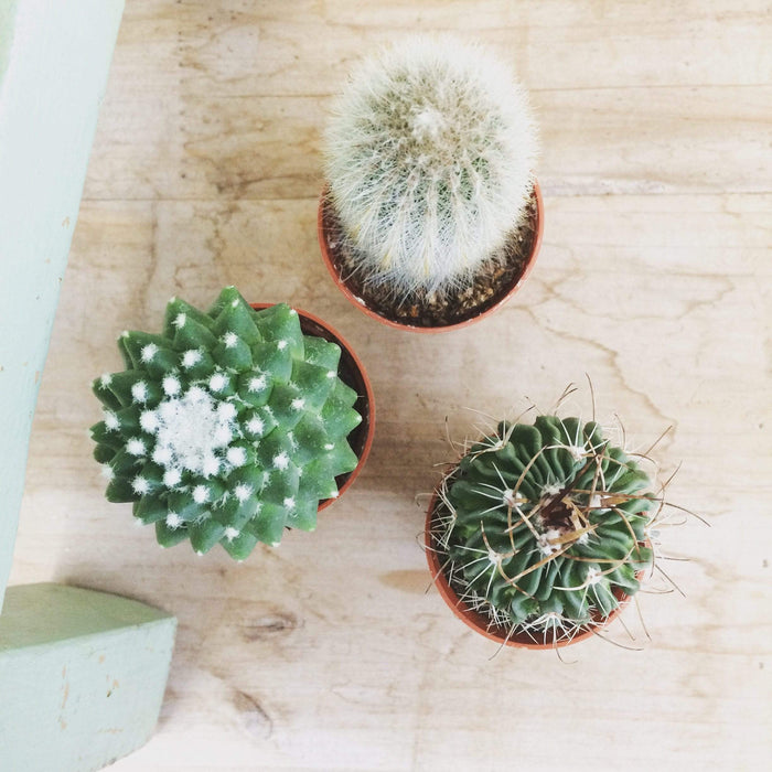 small plant pots for gifts Cactus Gift Box, 6 pack — The Plant Farm®