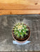 The Plant Farm Cactus Echinocactus Grusonii, 2" Plant