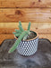 The Plant Farm Cactus Echinopsis Chamaecereus Cactus, 4" Plant