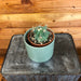 The Plant Farm Cactus Ferocactus Histrix, 4" Plant