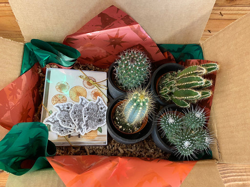 The Plant Farm® Cactus Gift Set of 4 Cactus Box, Create your own gifts