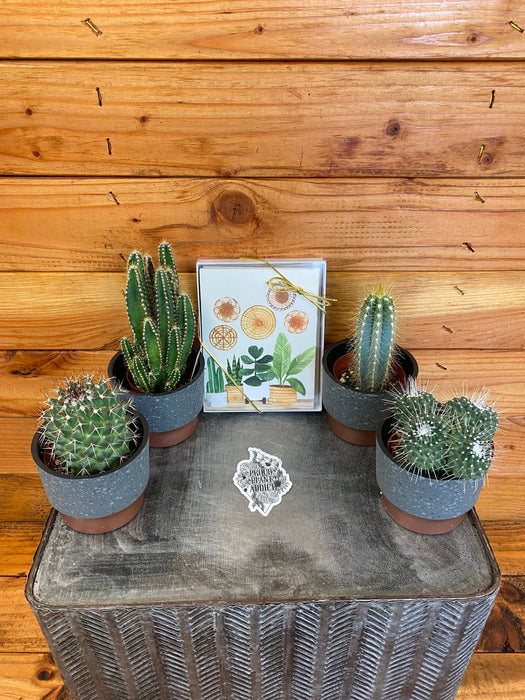 The Plant Farm® Cactus Gift Set of 4 Cactus Box, Create your own gifts