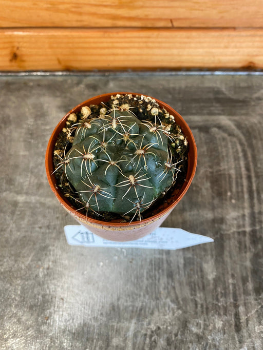 The Plant Farm Cactus Gymnocalycium Baldianum, 2" Plant