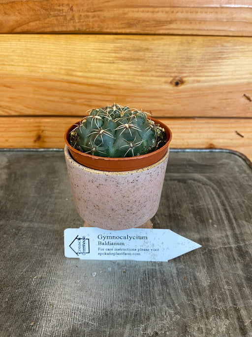 The Plant Farm Cactus Gymnocalycium Baldianum, 2" Plant