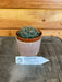 The Plant Farm Cactus Gymnocalycium Baldianum, 2" Plant