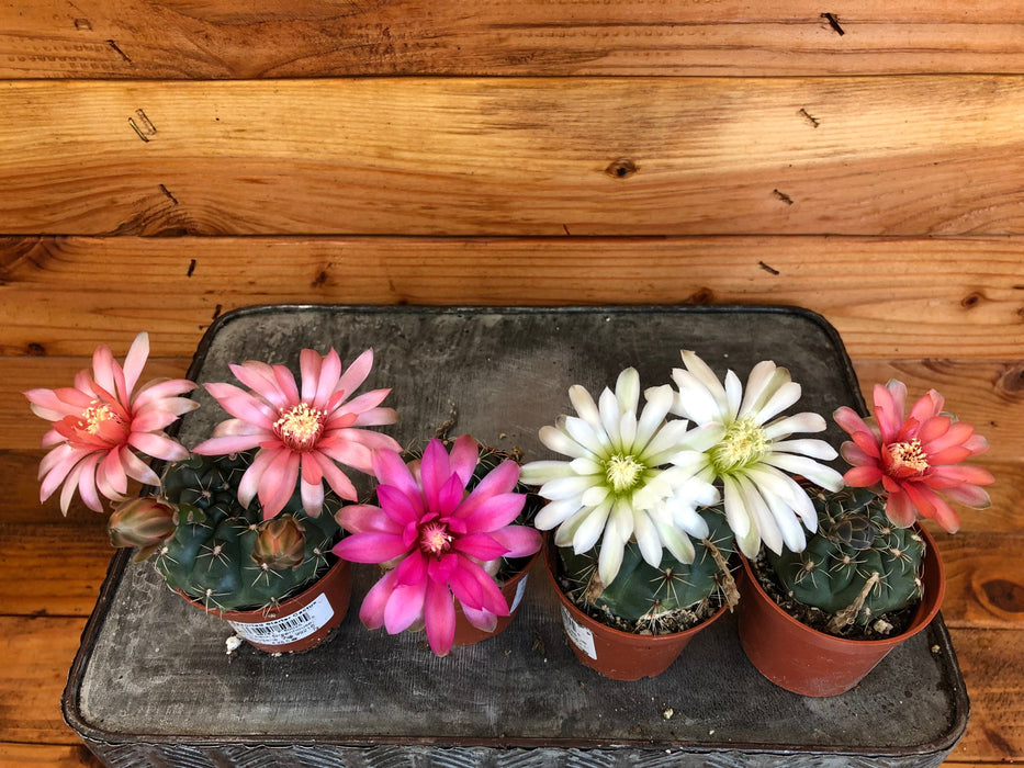 The Plant Farm Cactus Gymnocalycium Baldianum, 2" Plant