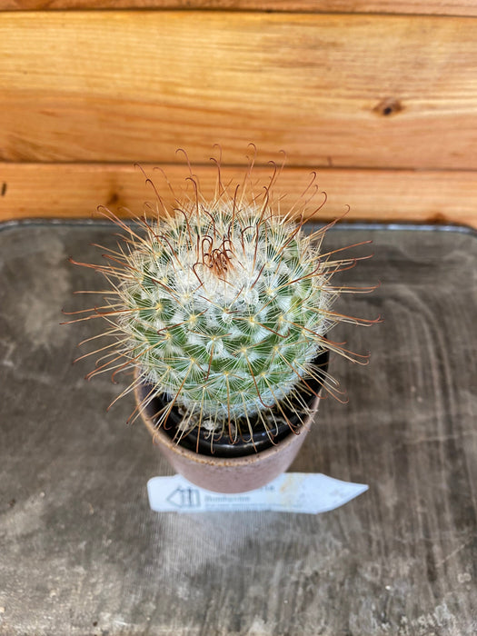 The Plant Farm Cactus Mammillaria Bombycina, 2" Plant