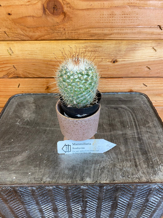 The Plant Farm Cactus Mammillaria Bombycina, 2" Plant