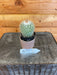 The Plant Farm Cactus Mammillaria Bombycina, 2" Plant