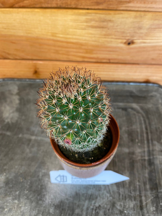 The Plant Farm Cactus Mammillaria Ernestii Rubrispina, 2" Plant