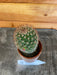 The Plant Farm Cactus Mammillaria Ernestii Rubrispina, 2" Plant