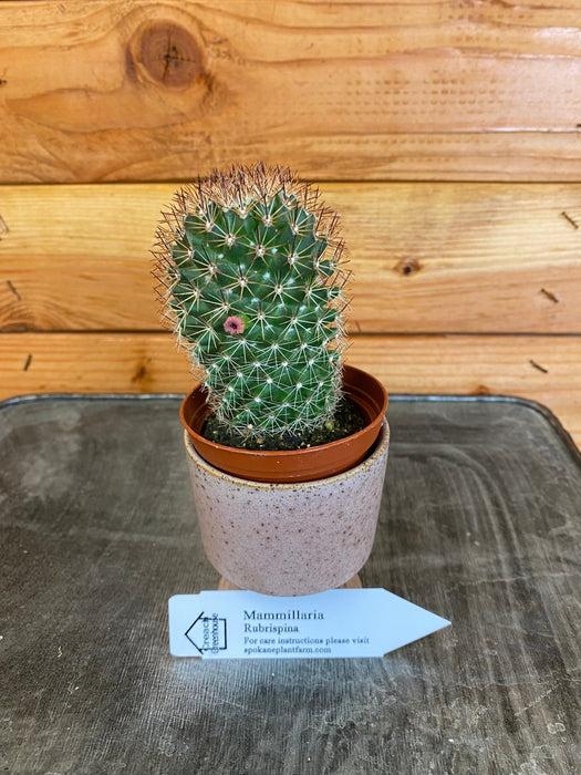 The Plant Farm Cactus Mammillaria Ernestii Rubrispina, 2" Plant