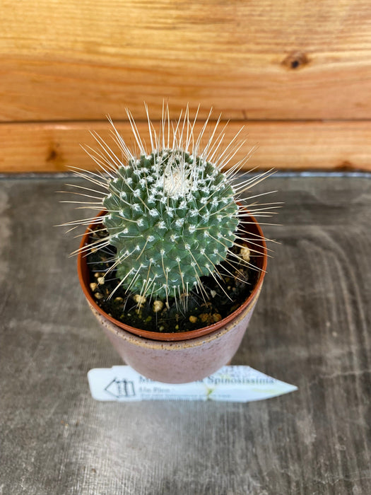 The Plant Farm Cactus Mammillaria Un Pico, 2" Plant