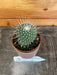 The Plant Farm Cactus Mammillaria Un Pico, 2" Plant