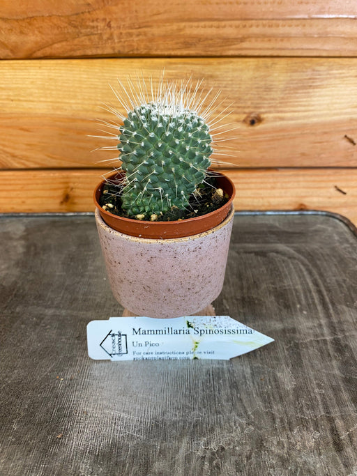 The Plant Farm Cactus Mammillaria Un Pico, 2" Plant