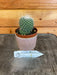 The Plant Farm Cactus Mammillaria Un Pico, 2" Plant