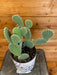 The Plant Farm Cactus Opuntia Microdasys Albispina, 6" Plant