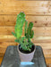The Plant Farm Cactus Opuntia Monacantha Variegata, 4" Plant