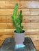The Plant Farm Cactus Opuntia Monacantha Variegata, 4" Plant