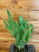The Plant Farm Cactus Opuntia Monacantha Variegata, 6" Plant