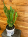 The Plant Farm Cactus Opuntia Monacantha Variegata, 6" Plant