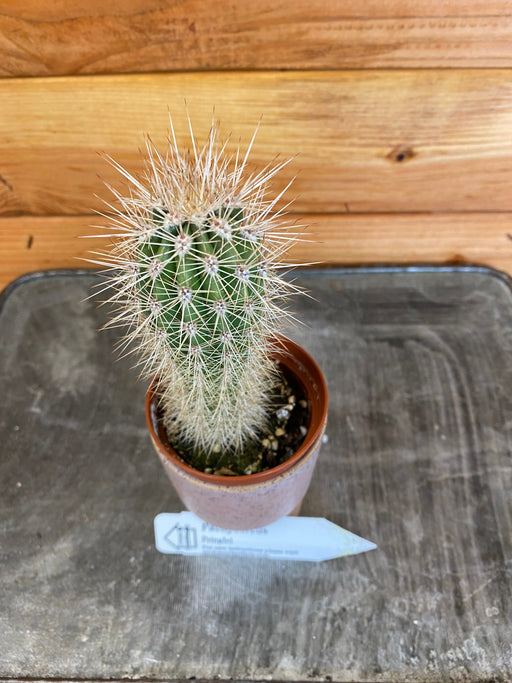 The Plant Farm Cactus Pachycereus Pringlei, 2" Plant