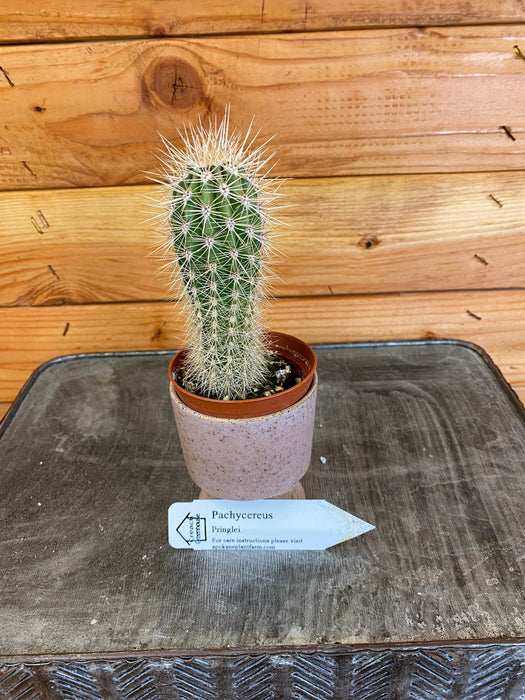 The Plant Farm Cactus Pachycereus Pringlei, 2" Plant