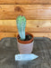 The Plant Farm Cactus Polaskia Chichipe, 2" Plant