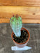 The Plant Farm Cactus Polaskia Chichipe, 2" Plant