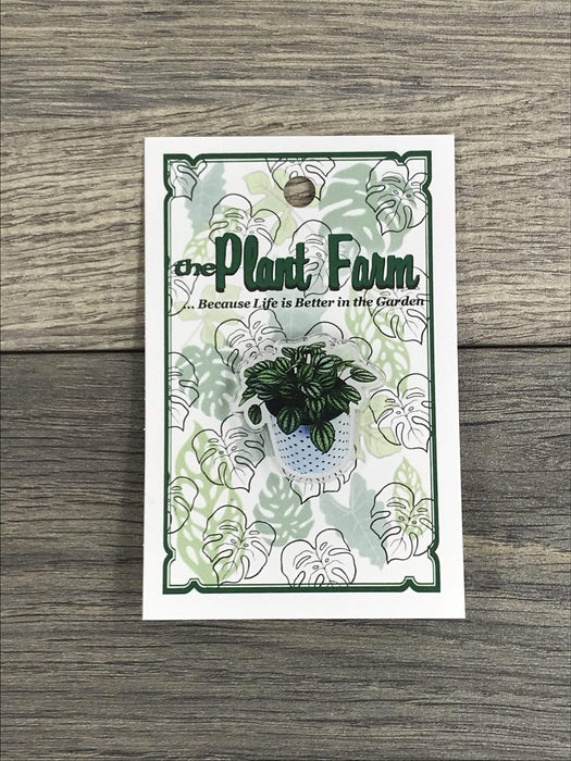 The Plant Farm Fun Stuff Peperomia Piccolo Banda Pin