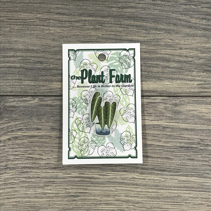 The Plant Farm Fun Stuff Philodendron Melanochrysum Pin
